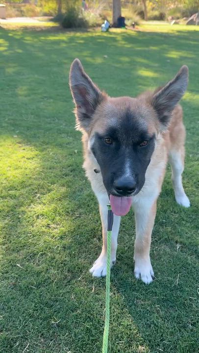 Enlarge Dune, a Adoptable mixed breed in Los Angeles, CA video 6/6