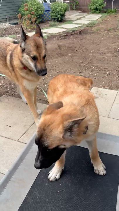 Enlarge Dune, a Adoptable mixed breed in Los Angeles, CA video 5/6