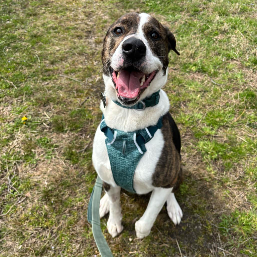 Enlarge Bodhi, a Adoptable Mixed Breed in Waynesville, NC image 1/1