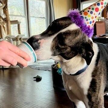 Enlarge Bodhi, a Adoptable Mixed Breed in Waynesville, NC image 2/3