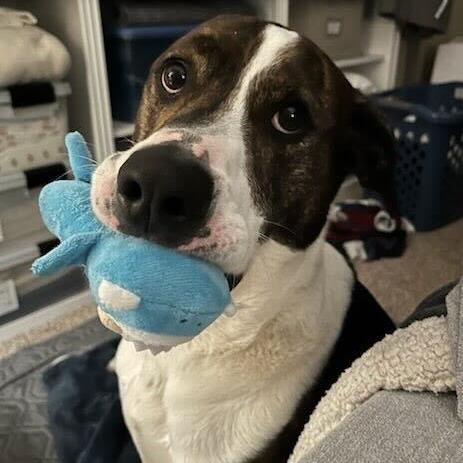 Enlarge Bodhi, a Adoptable Mixed Breed in Waynesville, NC image 3/3