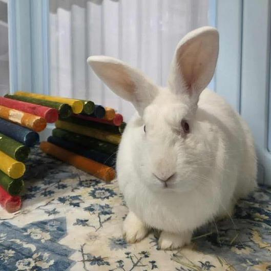 Mint, Adoptable, Adult Male New Zealand.