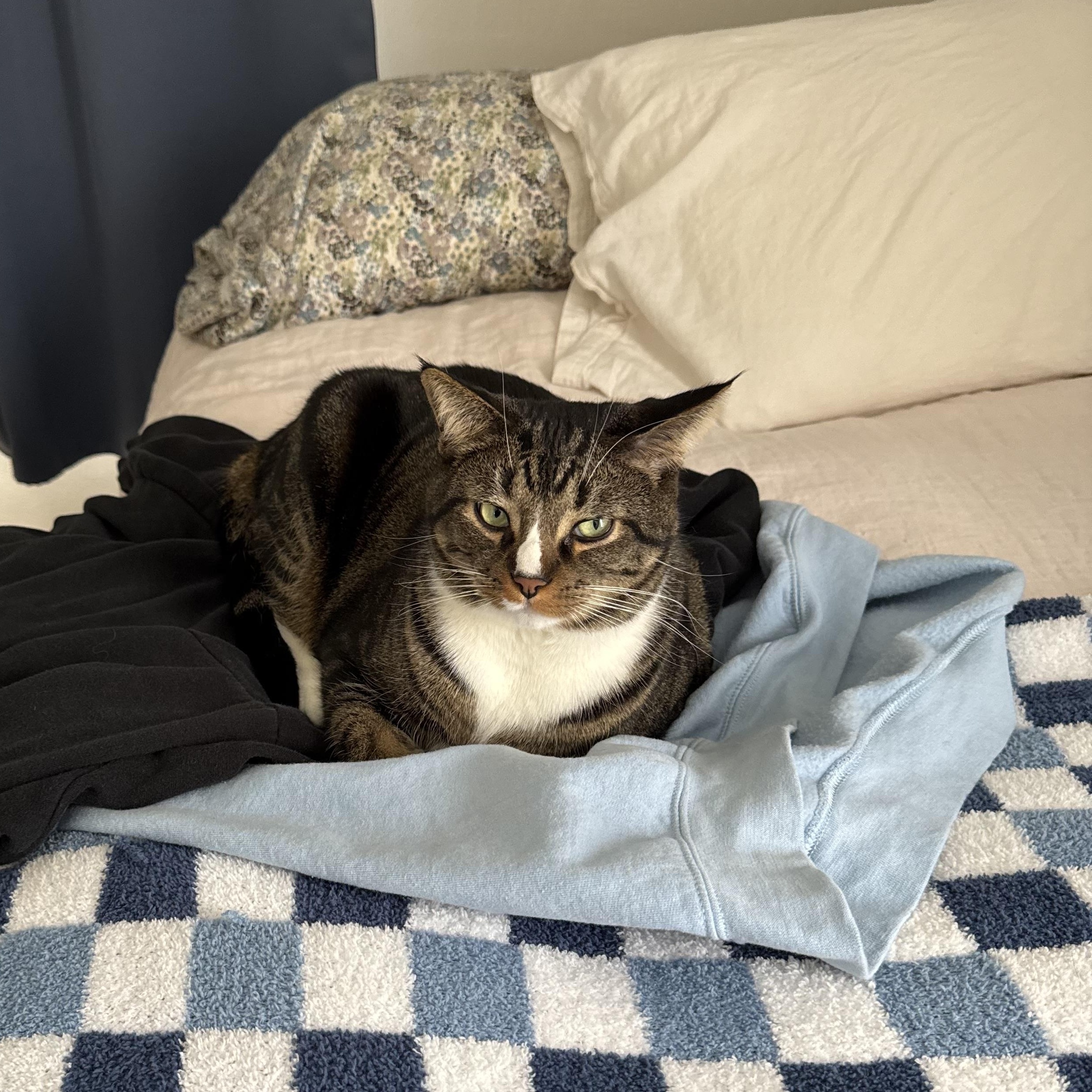 Enlarge Bugsey, an adoptable Domestic Short Hair in Garden City, MI image 3/5