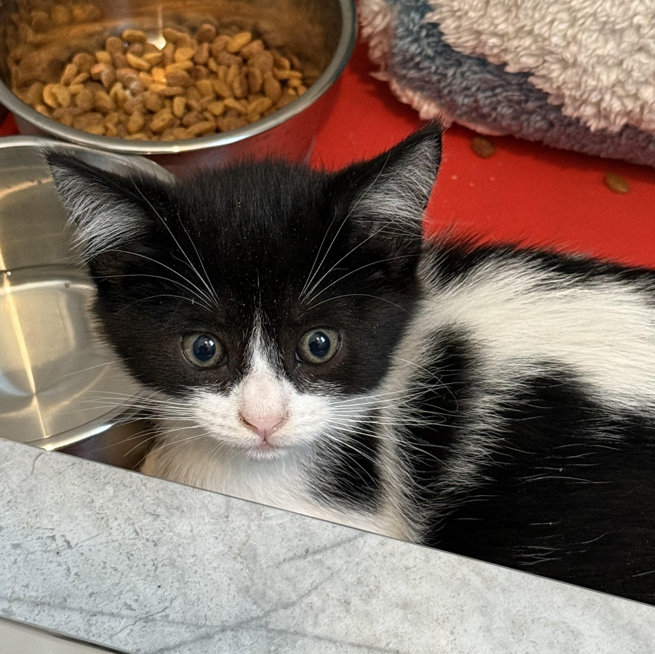 Enlarge Bonky, a Adoptable Domestic Short Hair in Parkland, FL image 3/3