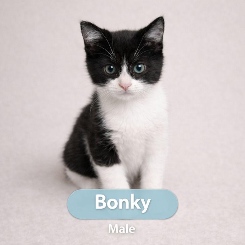 Enlarge Bonky, a Adoptable Domestic Short Hair in Parkland, FL image 2/3