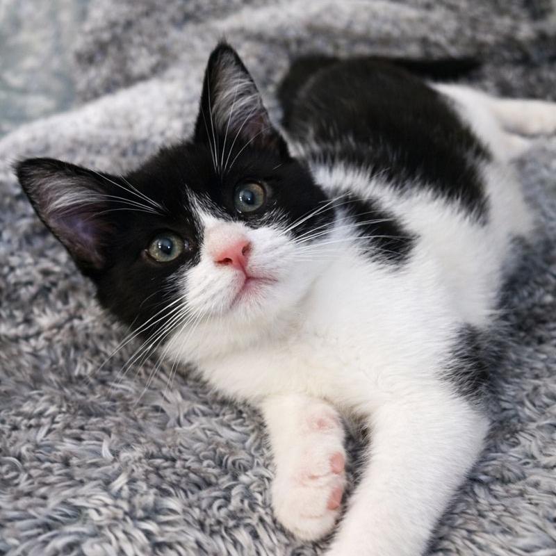 Bonky, Adoptable, Young Male Domestic Short Hair.