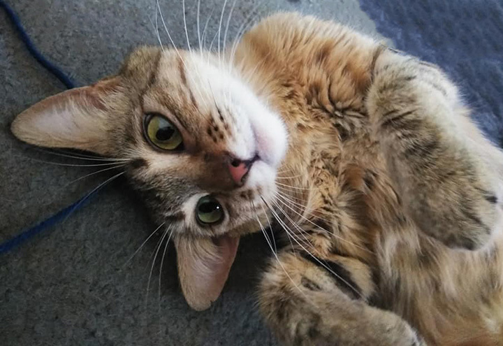 Enlarge Shirla (Social & Playful), a Adoptable mixed breed in Santa Ana, CA image 9/12