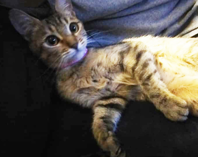 Enlarge Shirla (Social & Playful), a Adoptable mixed breed in Santa Ana, CA image 10/12