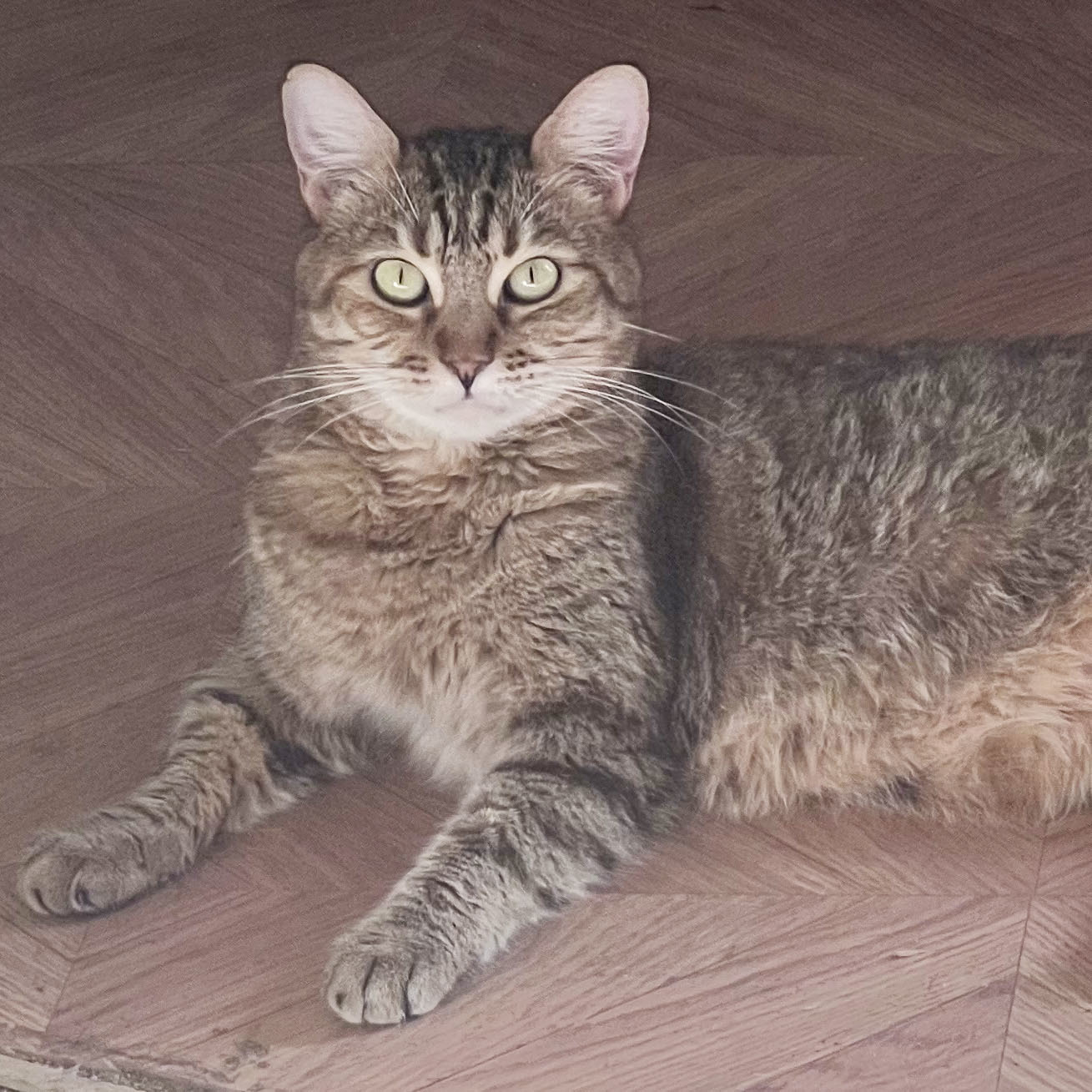 Enlarge Shirla (Social & Playful), a Adoptable mixed breed in Santa Ana, CA image 8/12