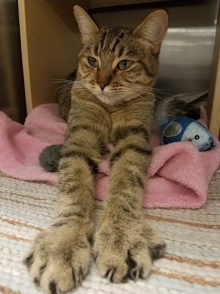 Enlarge Shirla (Social & Playful), a Adoptable mixed breed in Santa Ana, CA image 12/12