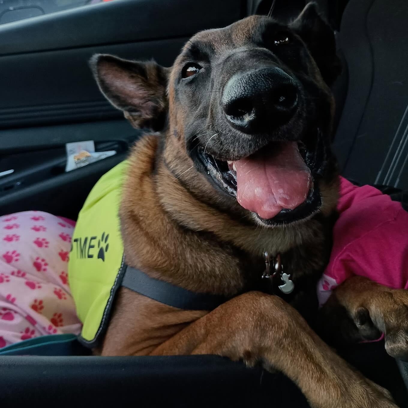 Enlarge Sweet Tea, a Adoptable Belgian Shepherd / Malinois in Waverly, AL image 1/1