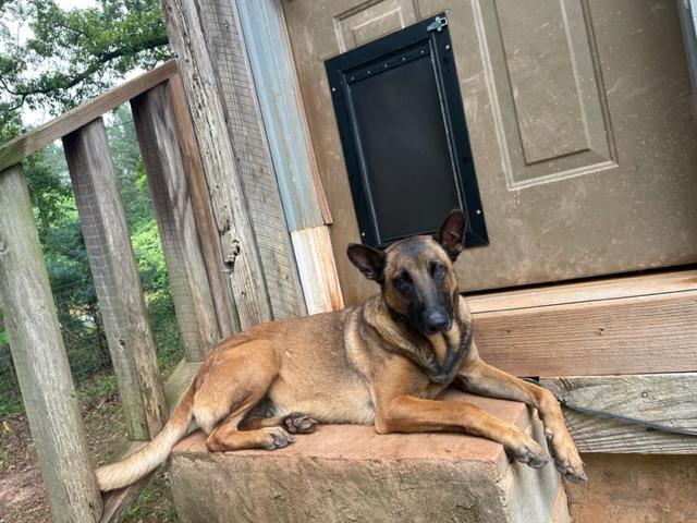 Sweet Tea, Adoptable, Adult Female Belgian Shepherd / Malinois.