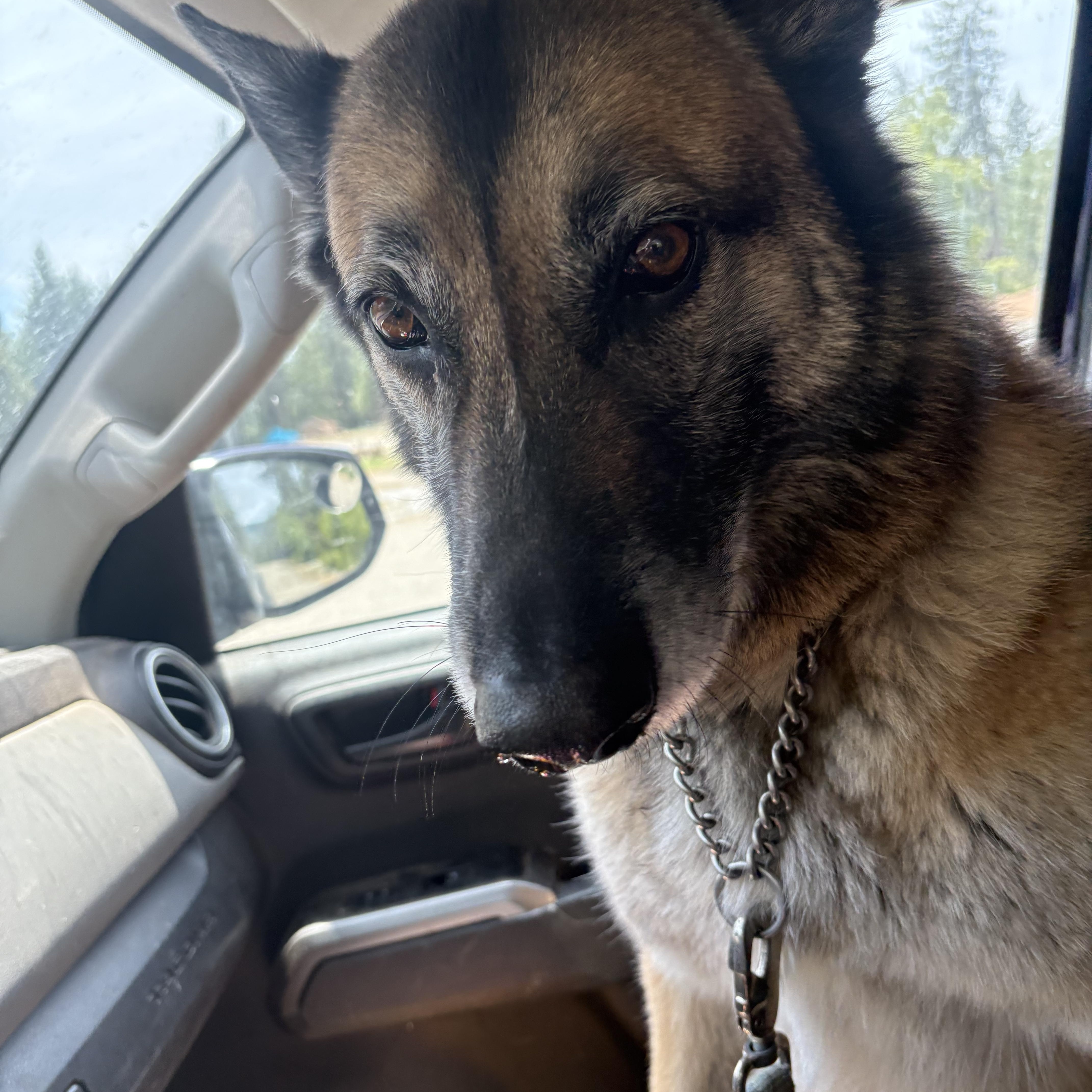 Rusty, Adoptable, Adult Male German Shepherd Dog & Belgian Shepherd / Malinois.