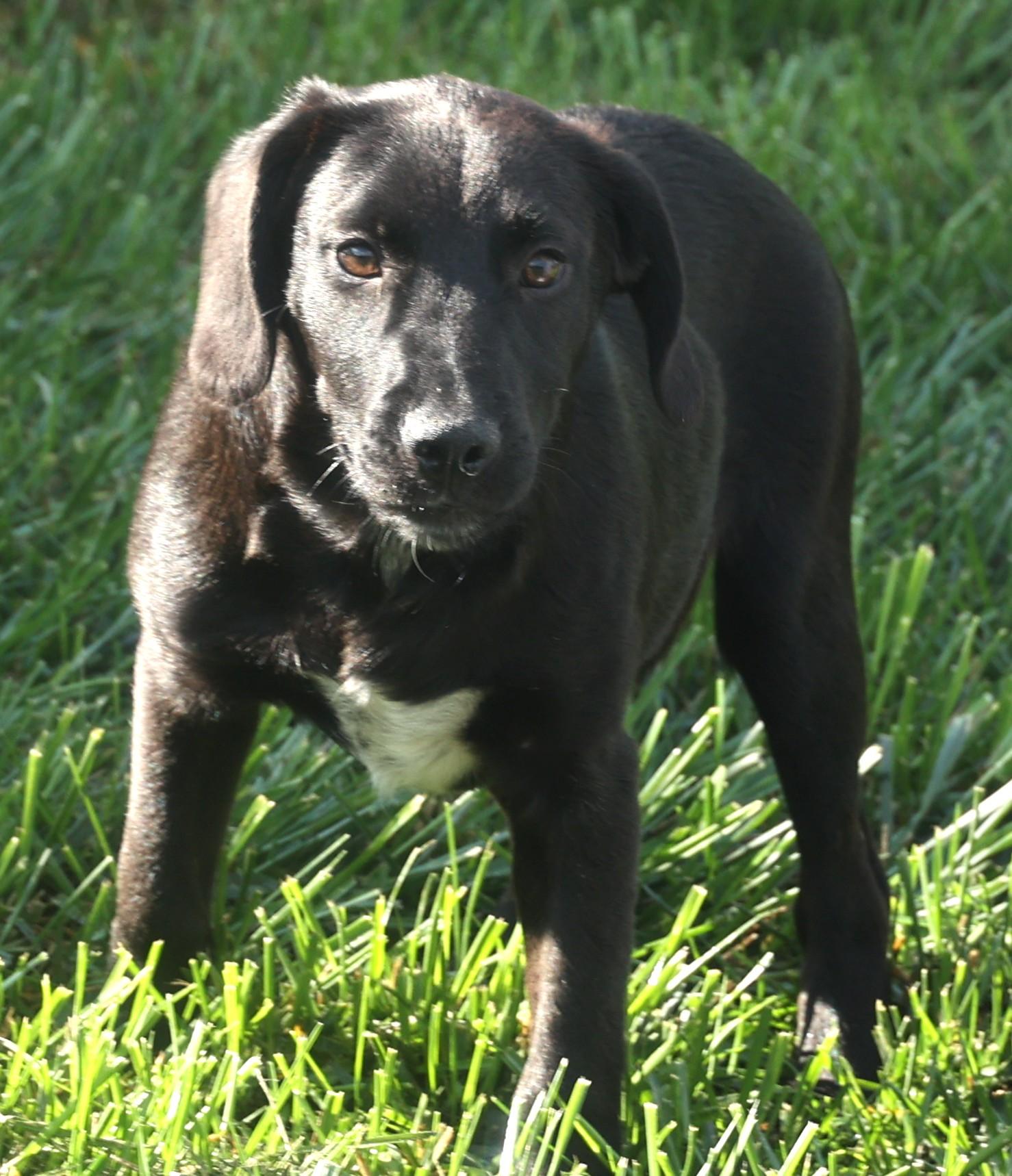 Poncho-Avaialable! www.lhar.dog to apply!