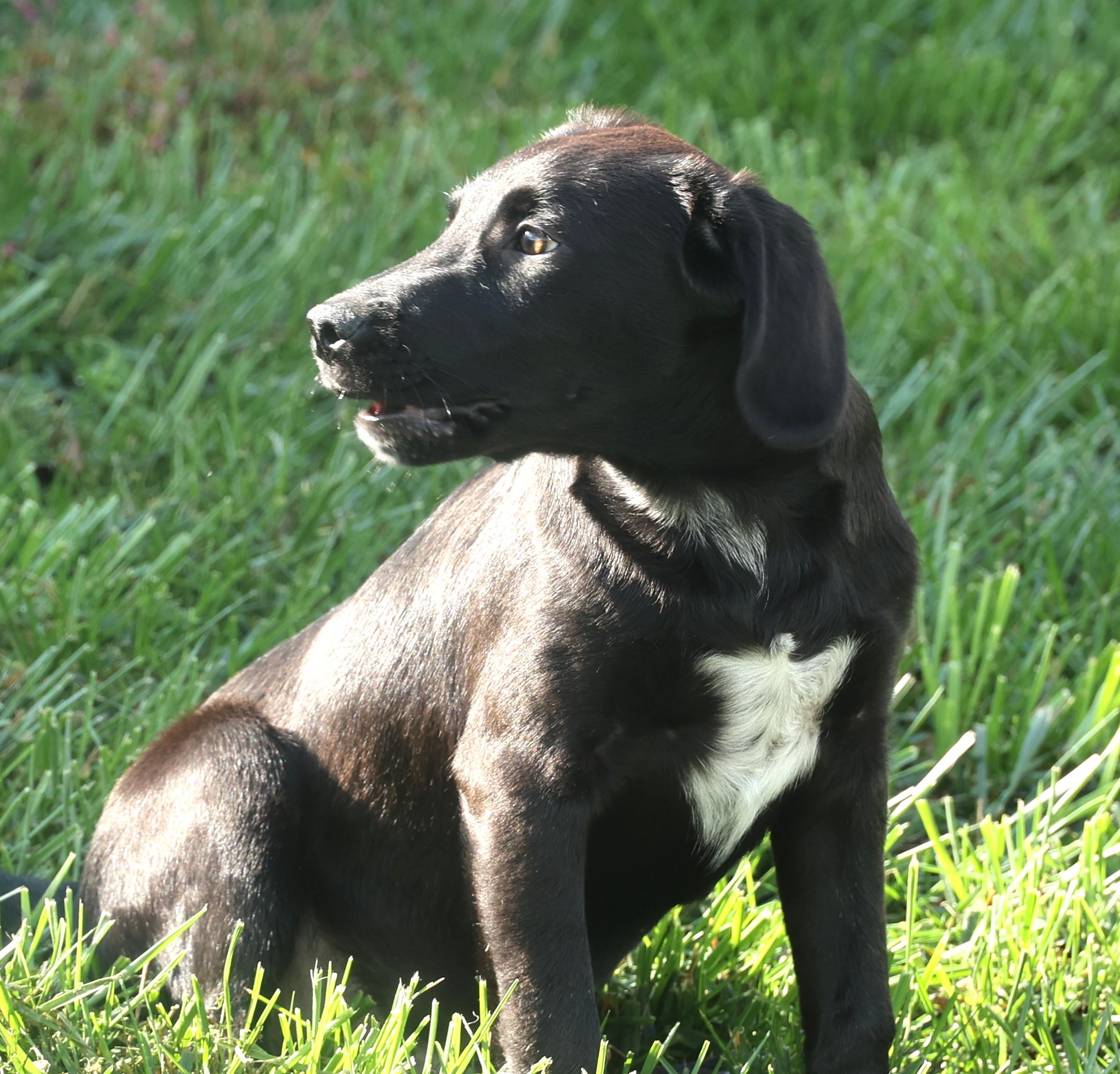 Poncho-Avaialable! www.lhar.dog to apply!