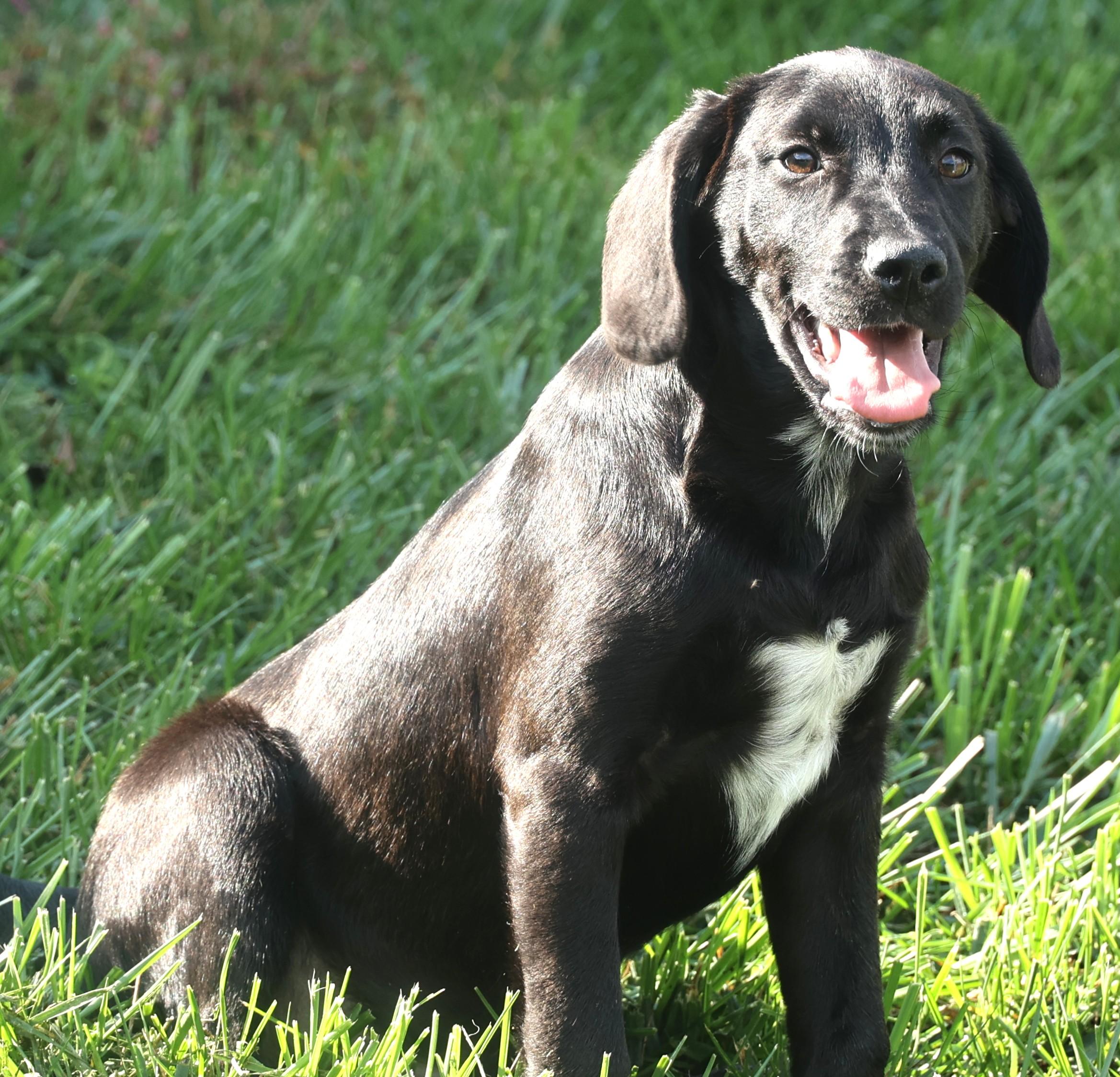 Poncho-Avaialable! www.lhar.dog to apply!