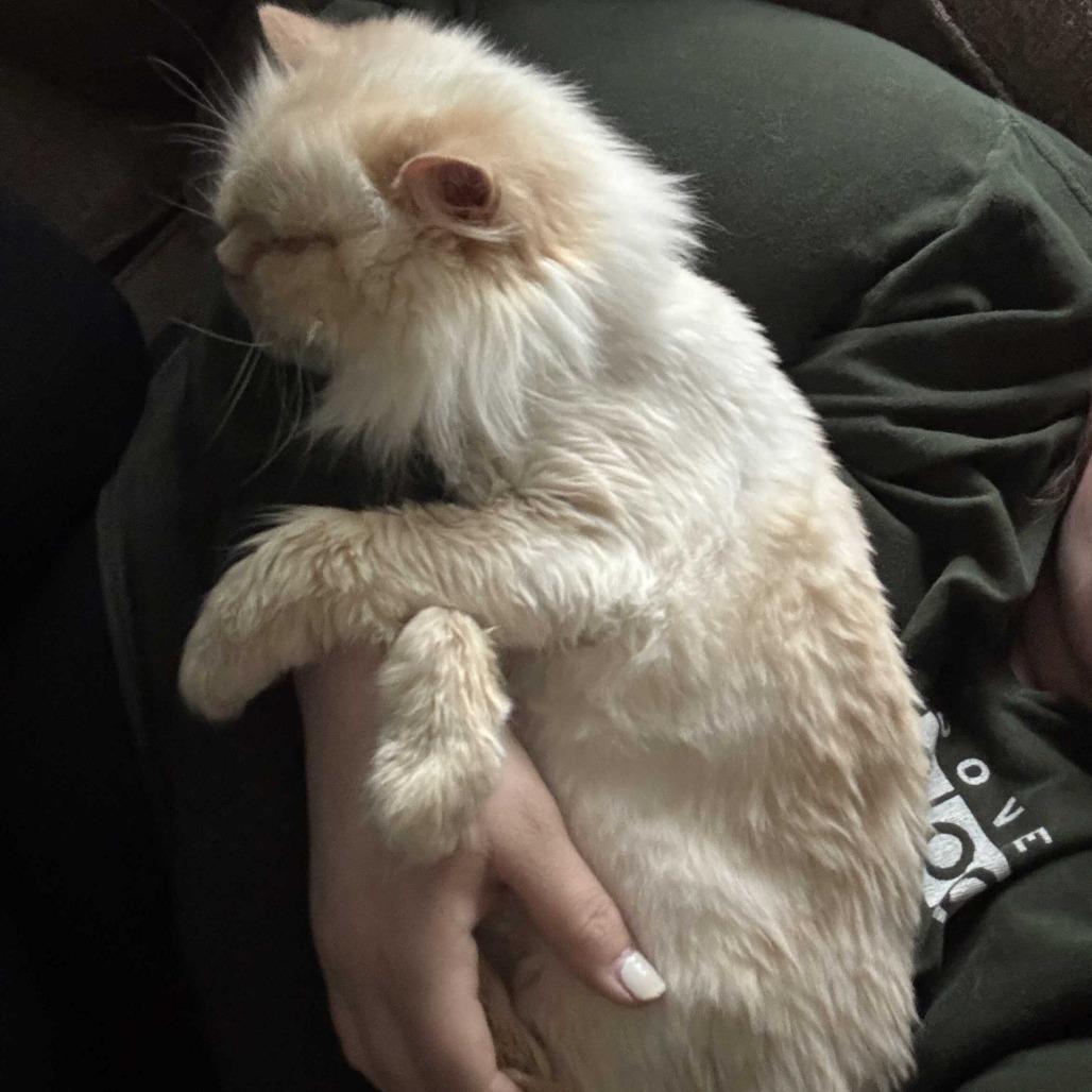Mariah, Adoptable, Senior Female Domestic Long Hair.