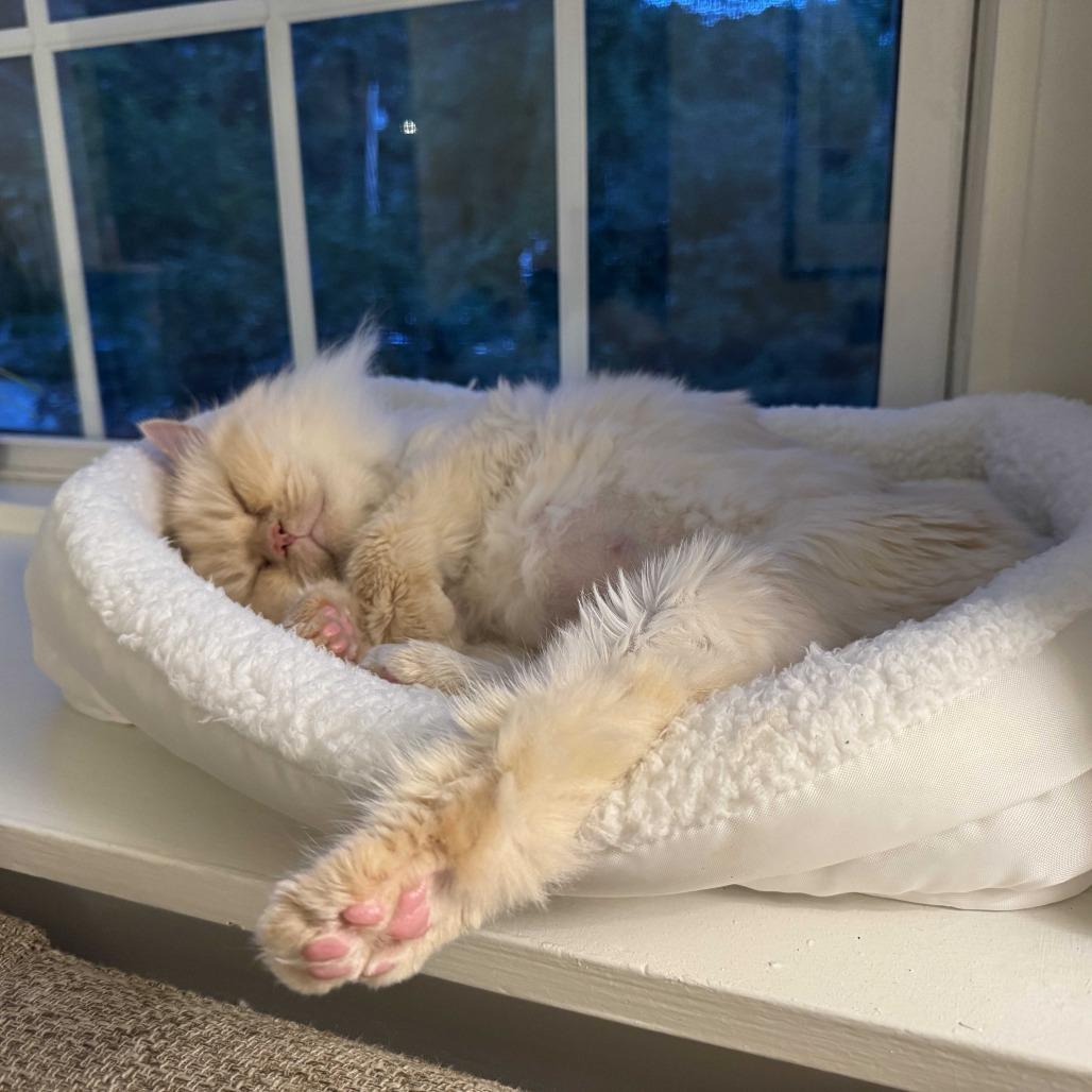 Enlarge Mariah, a Adoptable Domestic Long Hair in Dover, NH image 2/4
