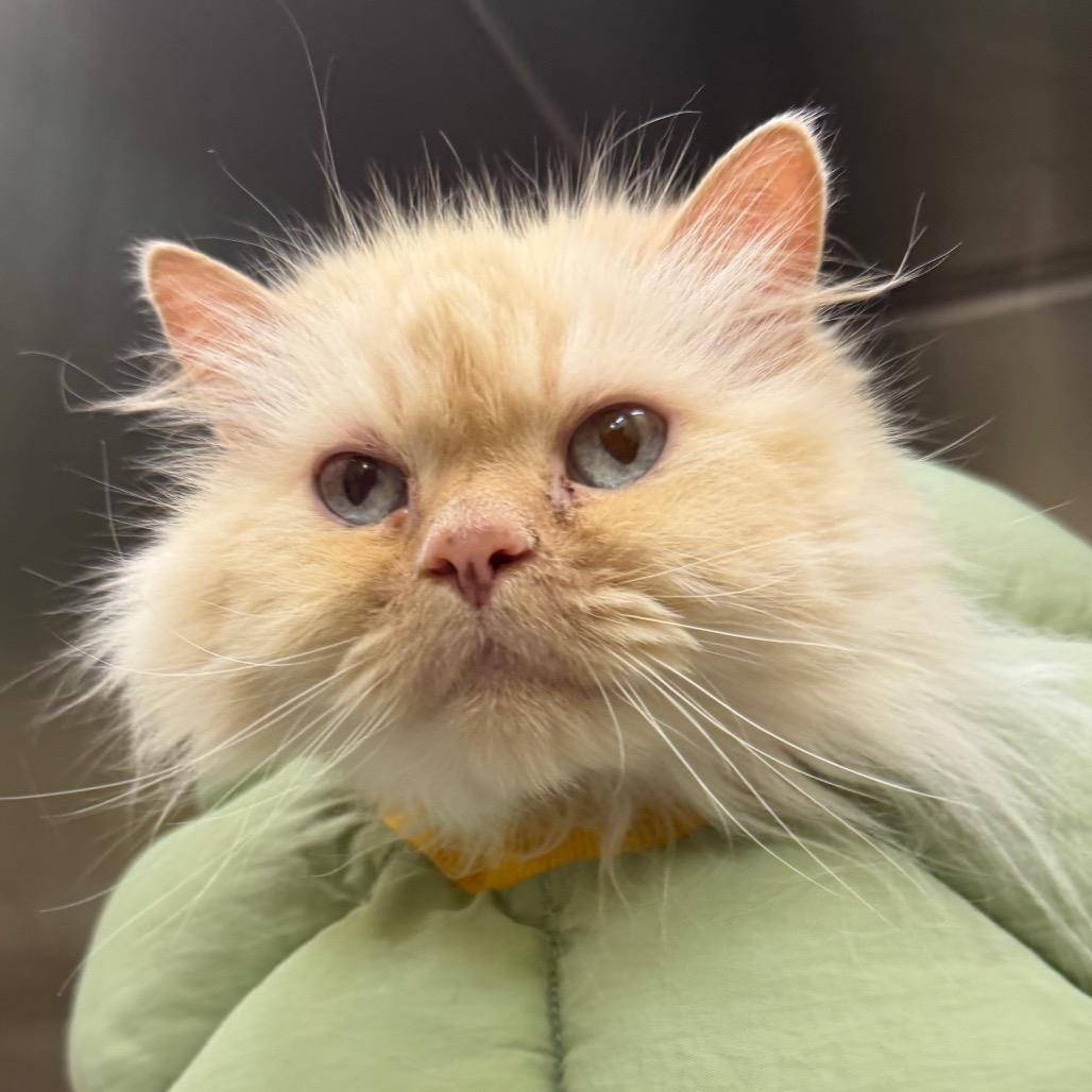 Mariah, Adoptable, Senior Female Domestic Long Hair.