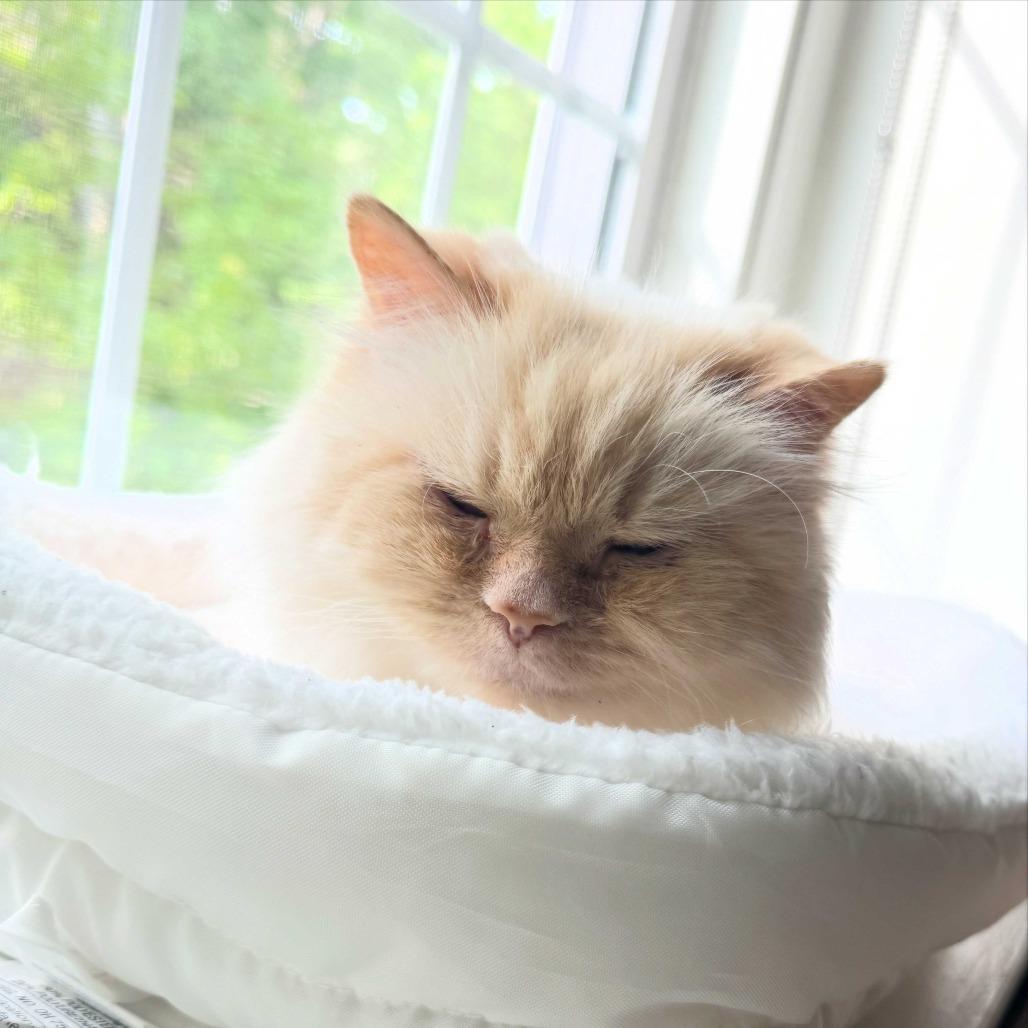 Enlarge Mariah, a Adoptable Domestic Long Hair in Dover, NH image 4/4