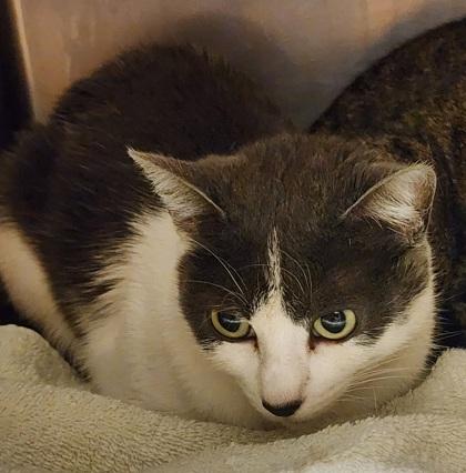 Enlarge Zelda and Link, a Adopted Domestic Short Hair in Bellingham, WA image 5/5