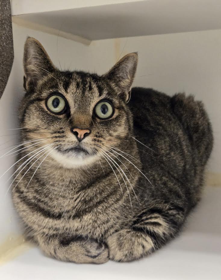 Enlarge Zelda and Link, a Adopted Domestic Short Hair in Bellingham, WA image 2/5