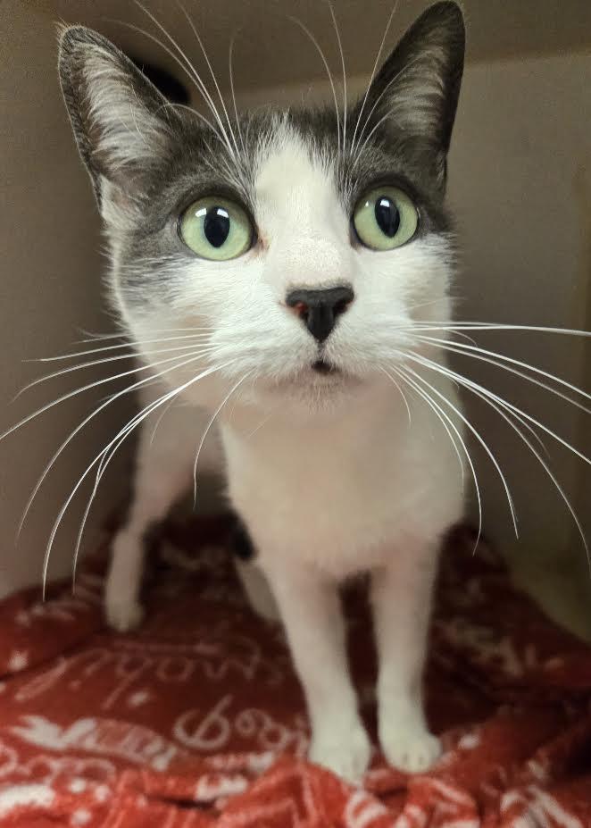 Zelda and Link, Adopted, Adult Male Domestic Short Hair.