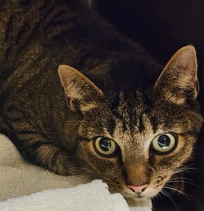 Enlarge Zelda and Link, a Adopted Domestic Short Hair in Bellingham, WA image 4/5