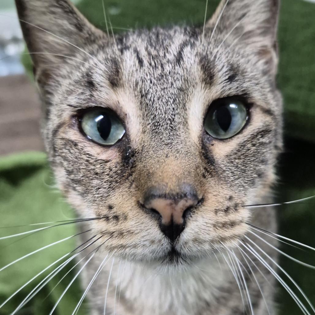 Enlarge Howie, a Adoptable Domestic Short Hair in Lauderhill, FL image 2/6