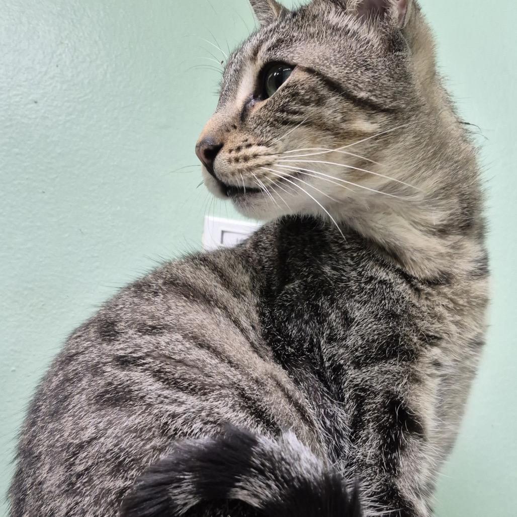 Enlarge Howie, a Adoptable Domestic Short Hair in Lauderhill, FL image 3/6