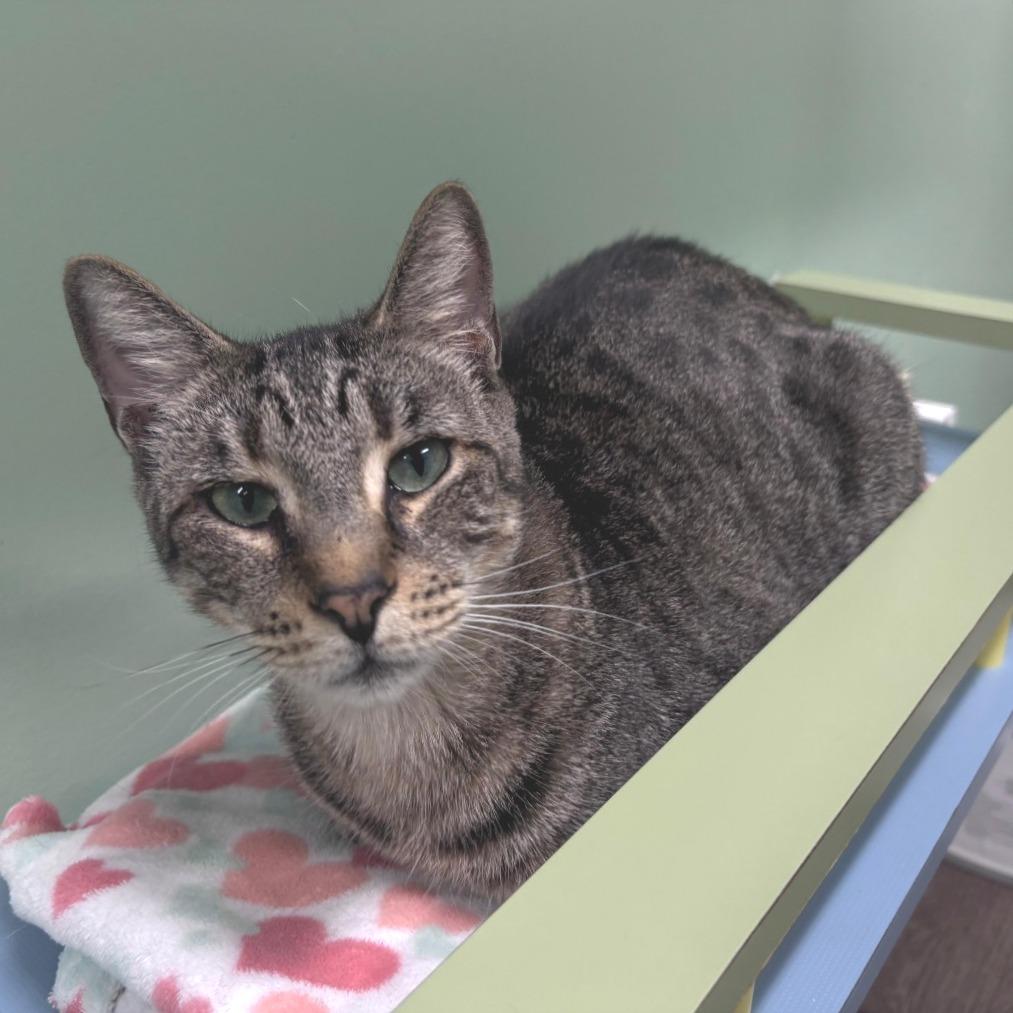 Enlarge Howie, a Adoptable Domestic Short Hair in Lauderhill, FL image 1/6