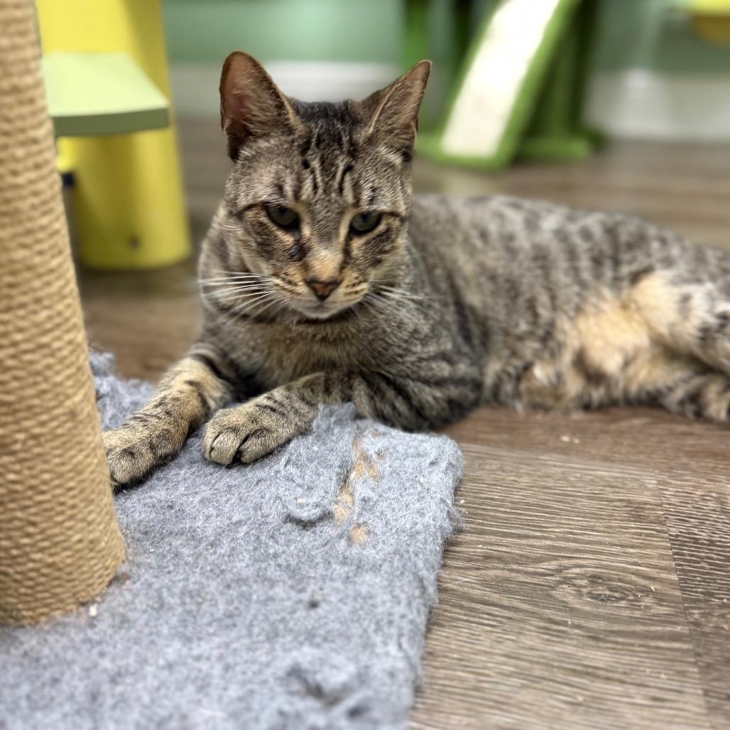 Enlarge Howie, a Adoptable Domestic Short Hair in Lauderhill, FL image 4/6