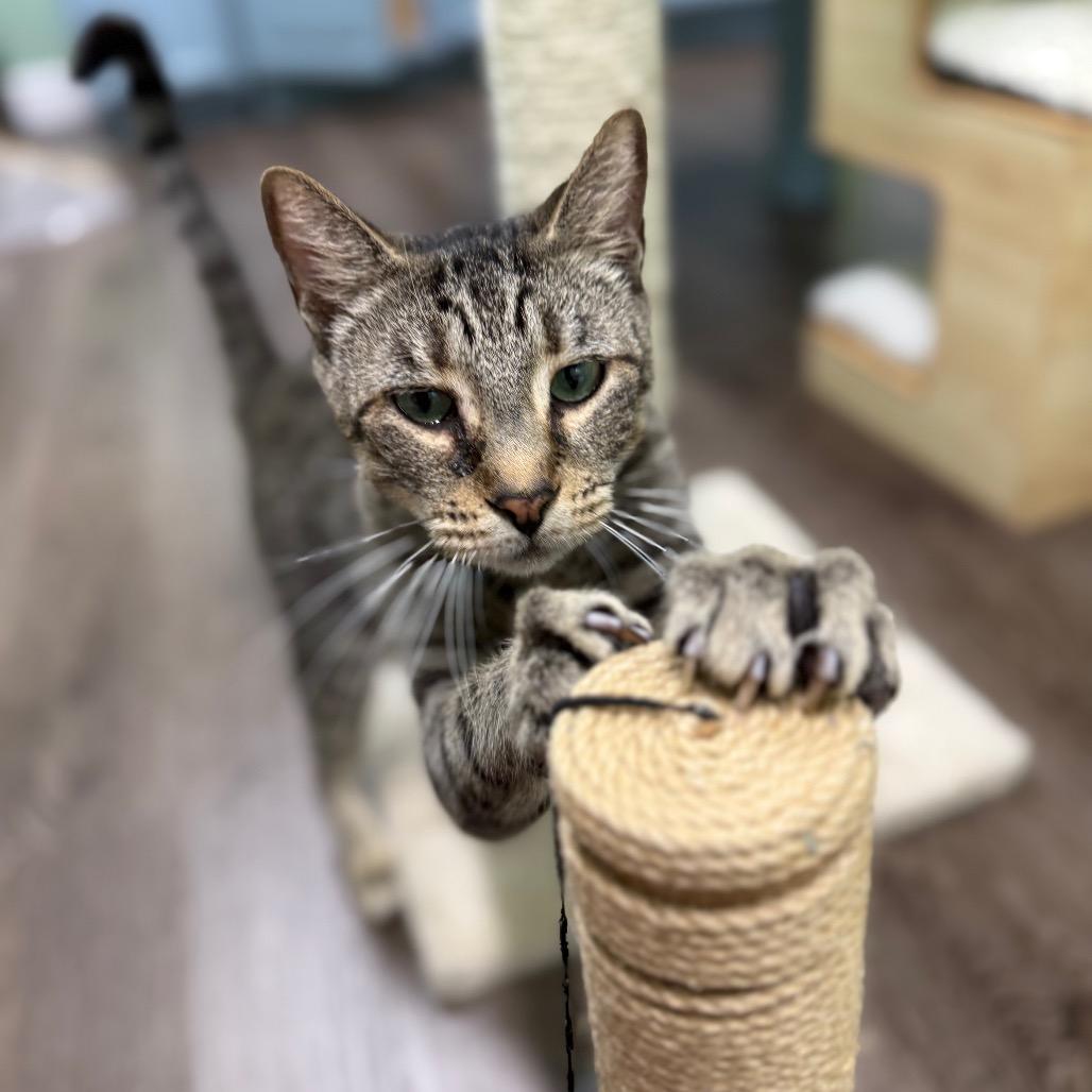Enlarge Howie, a Adoptable Domestic Short Hair in Lauderhill, FL image 5/6