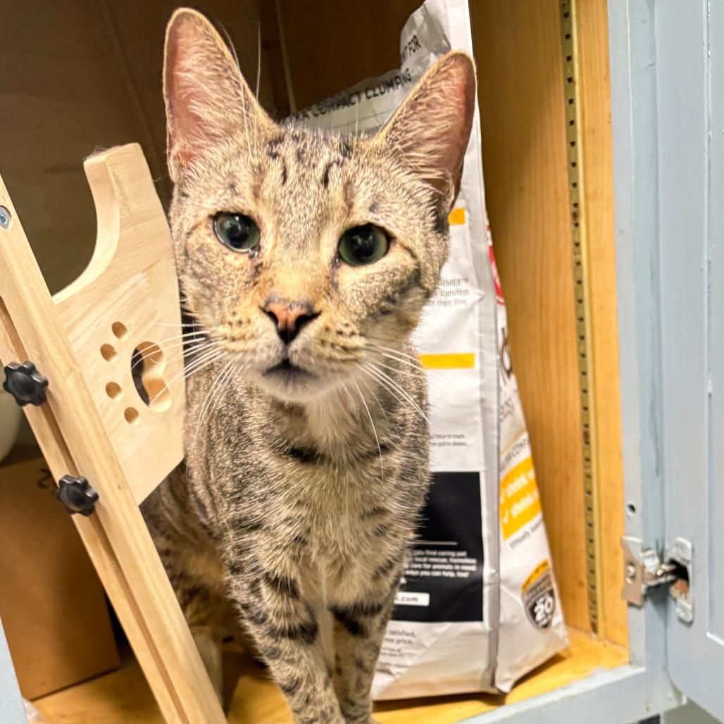Enlarge Howie, a Adoptable Domestic Short Hair in Lauderhill, FL image 6/6