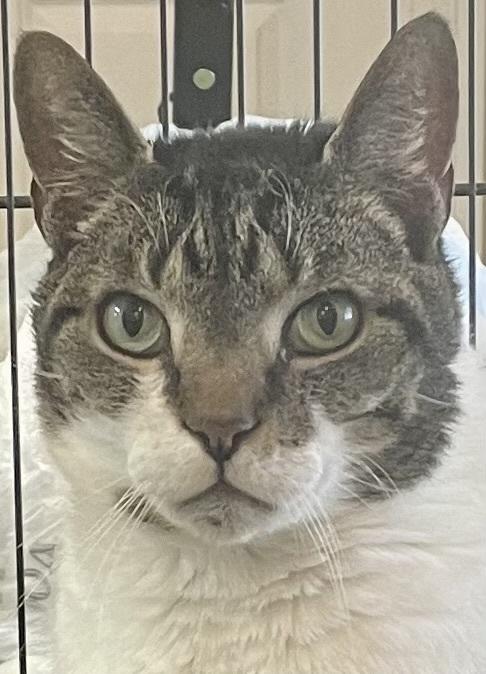 W2 OLIVER, Adoptable, Senior Male Domestic Short Hair.