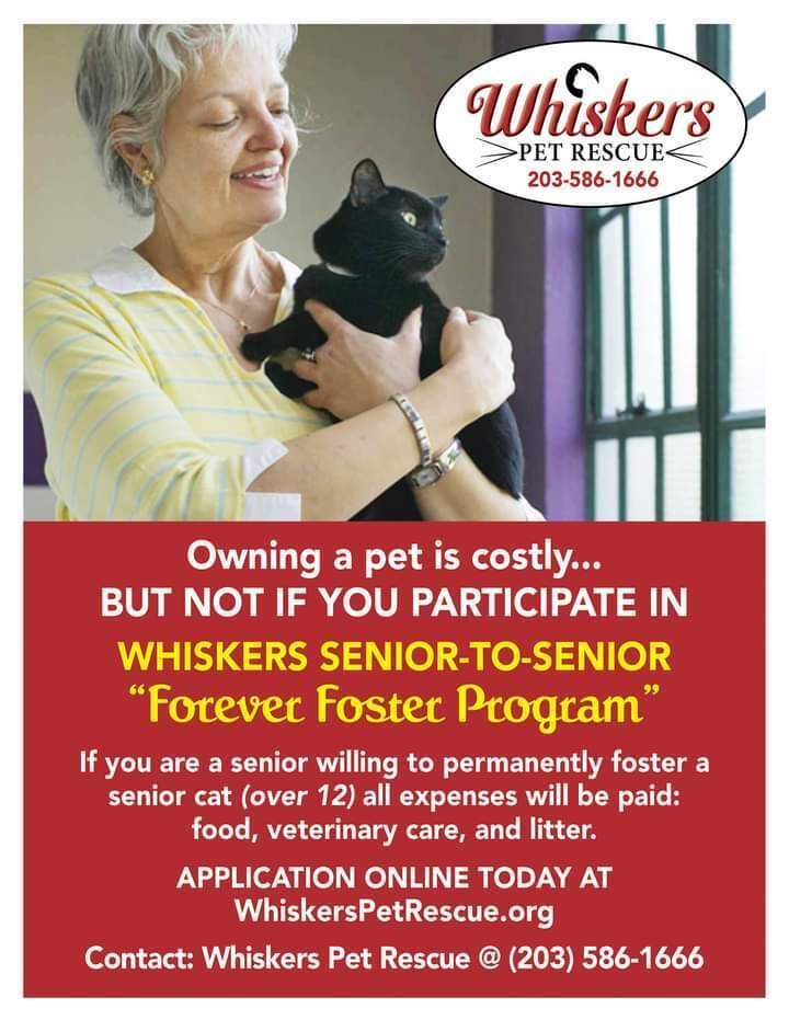 Enlarge W2 OLIVER, a Adoptable mixed breed in Southbury, CT image 1/6