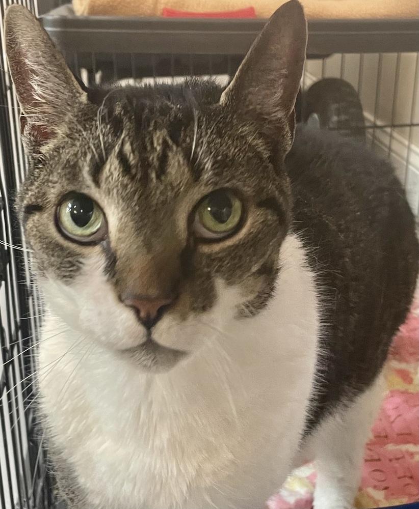 Enlarge W2 OLIVER, a Adoptable mixed breed in Southbury, CT image 2/6