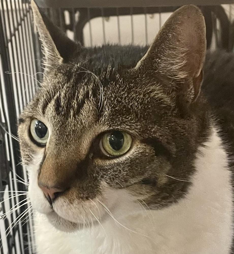 Enlarge W2 OLIVER, a Adoptable mixed breed in Southbury, CT image 3/6