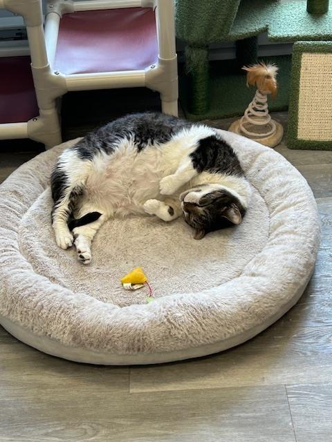 Enlarge W2 OLIVER, a Adoptable mixed breed in Southbury, CT image 4/5