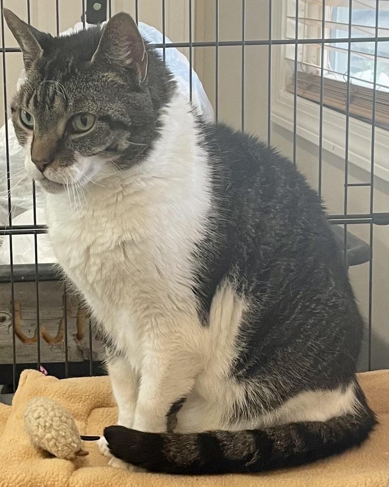 Enlarge W2 OLIVER, a Adoptable mixed breed in Southbury, CT image 4/6