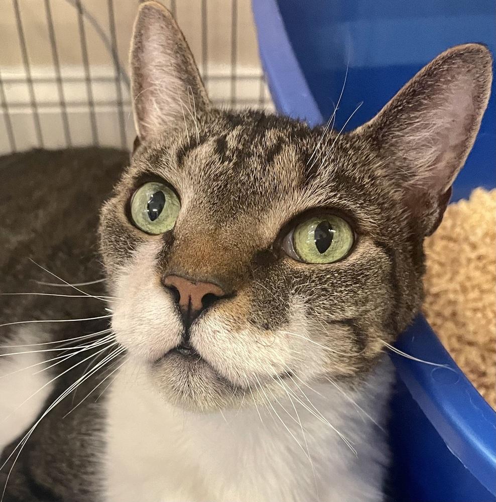 Enlarge W2 OLIVER, a Adoptable mixed breed in Southbury, CT image 5/6