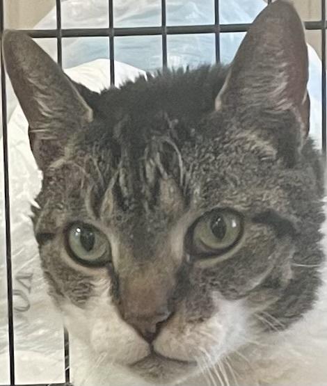 Enlarge W2 OLIVER, a Adoptable mixed breed in Southbury, CT image 6/6