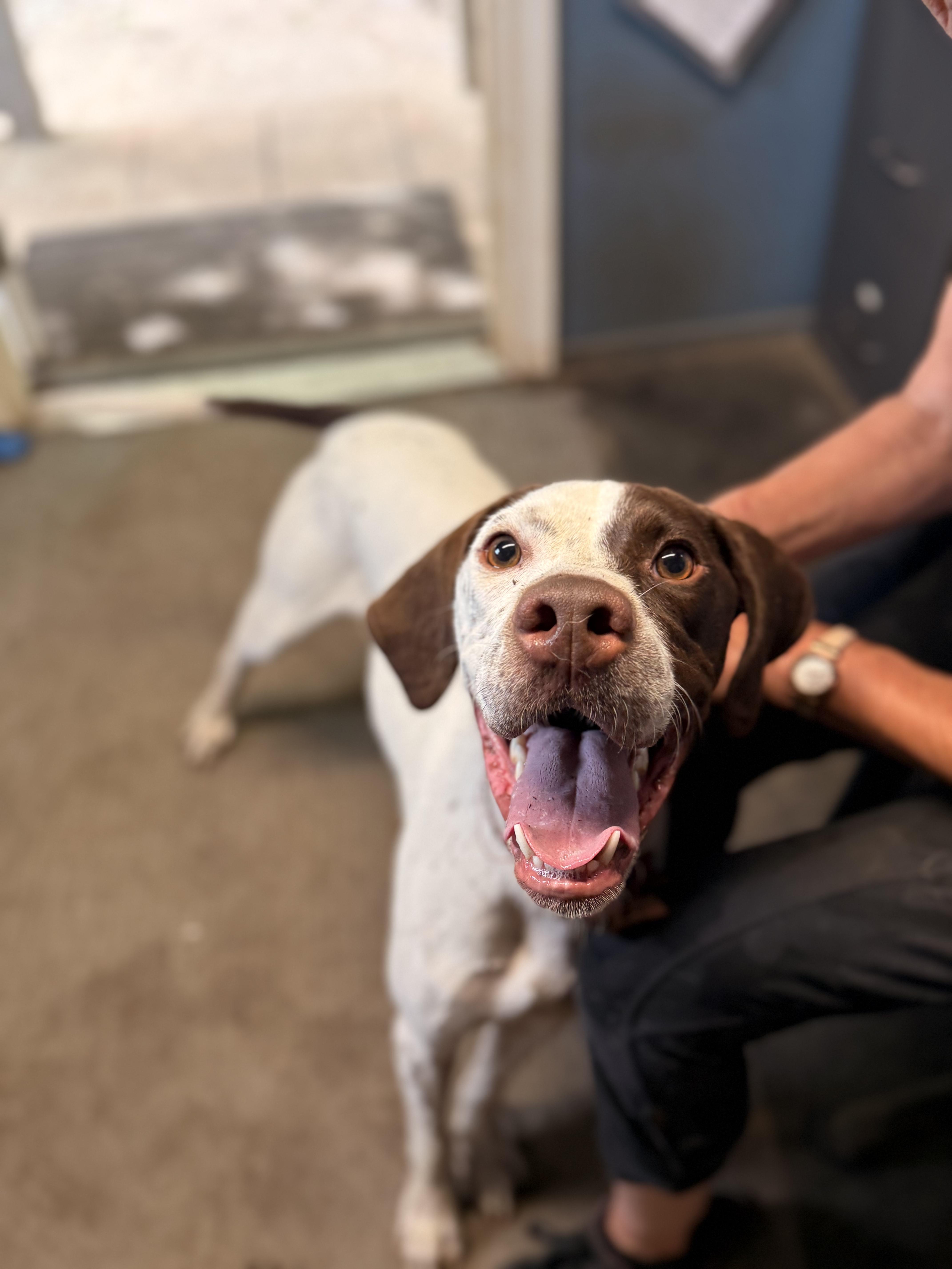 Rufus, an adoptable English Pointer in Addison, ON, K0E 1A0 | Photo Image 6