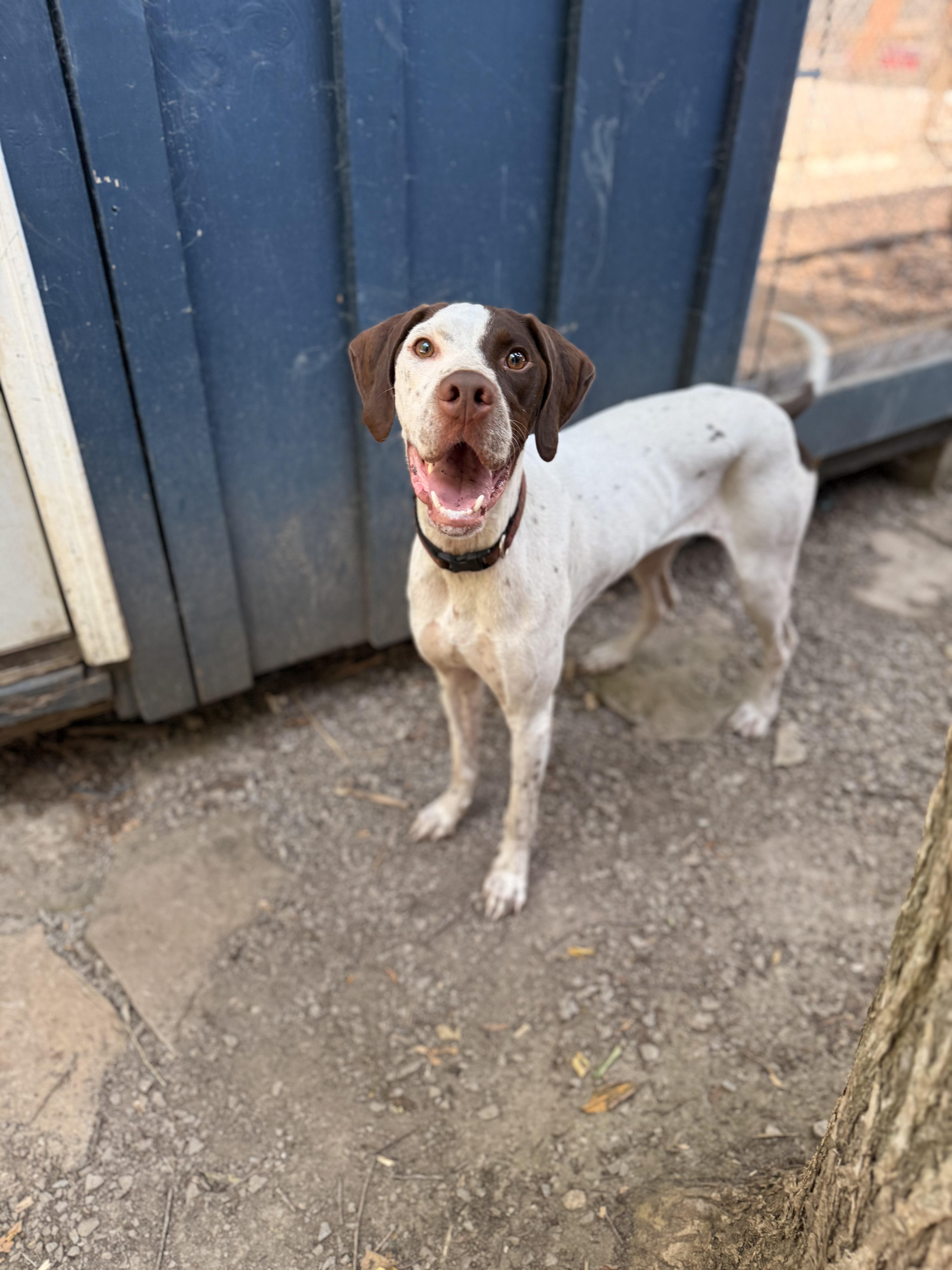Rufus, an adoptable English Pointer in Addison, ON, K0E 1A0 | Photo Image 4