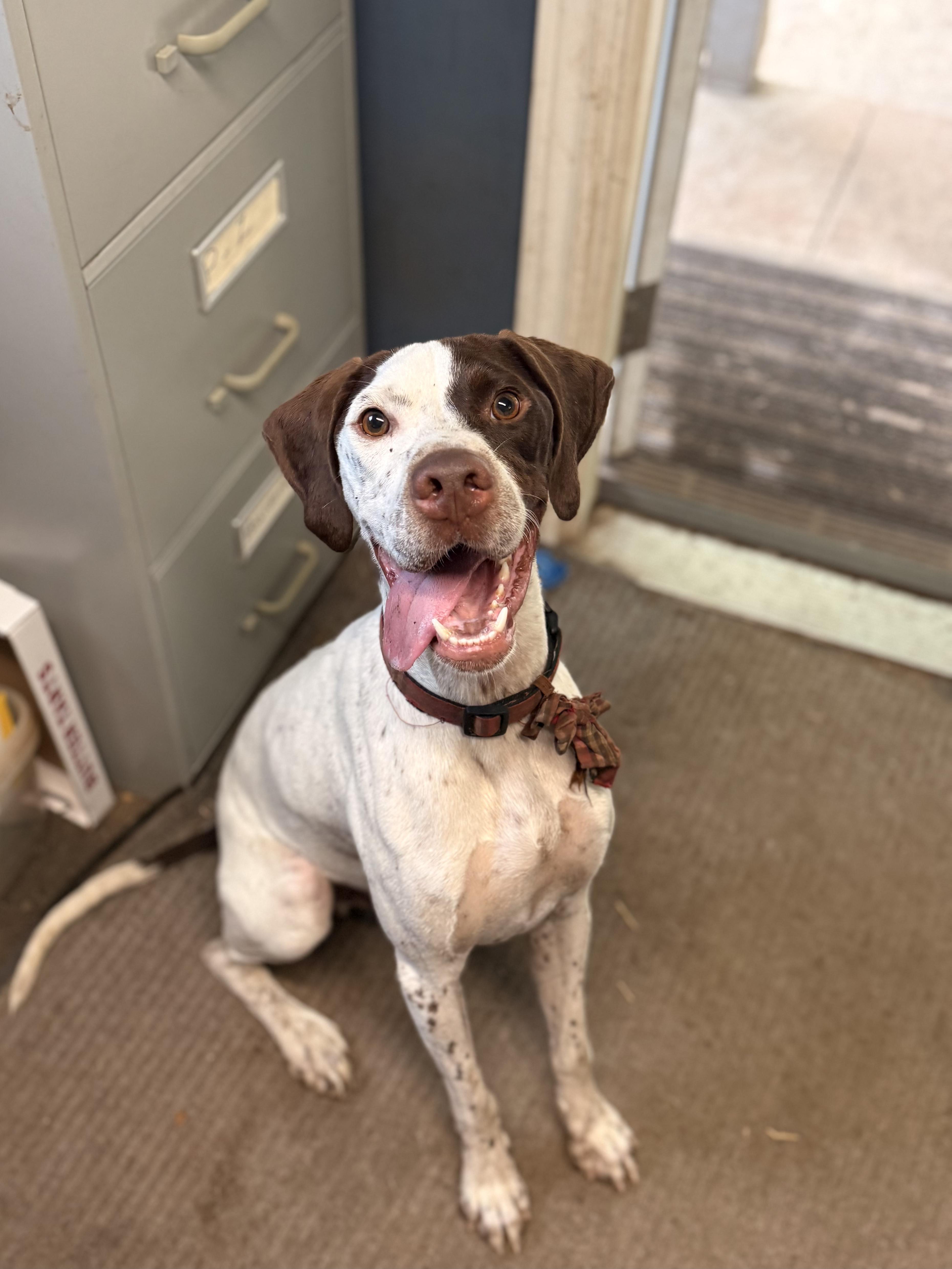 Rufus, an adoptable English Pointer in Addison, ON, K0E 1A0 | Photo Image 2