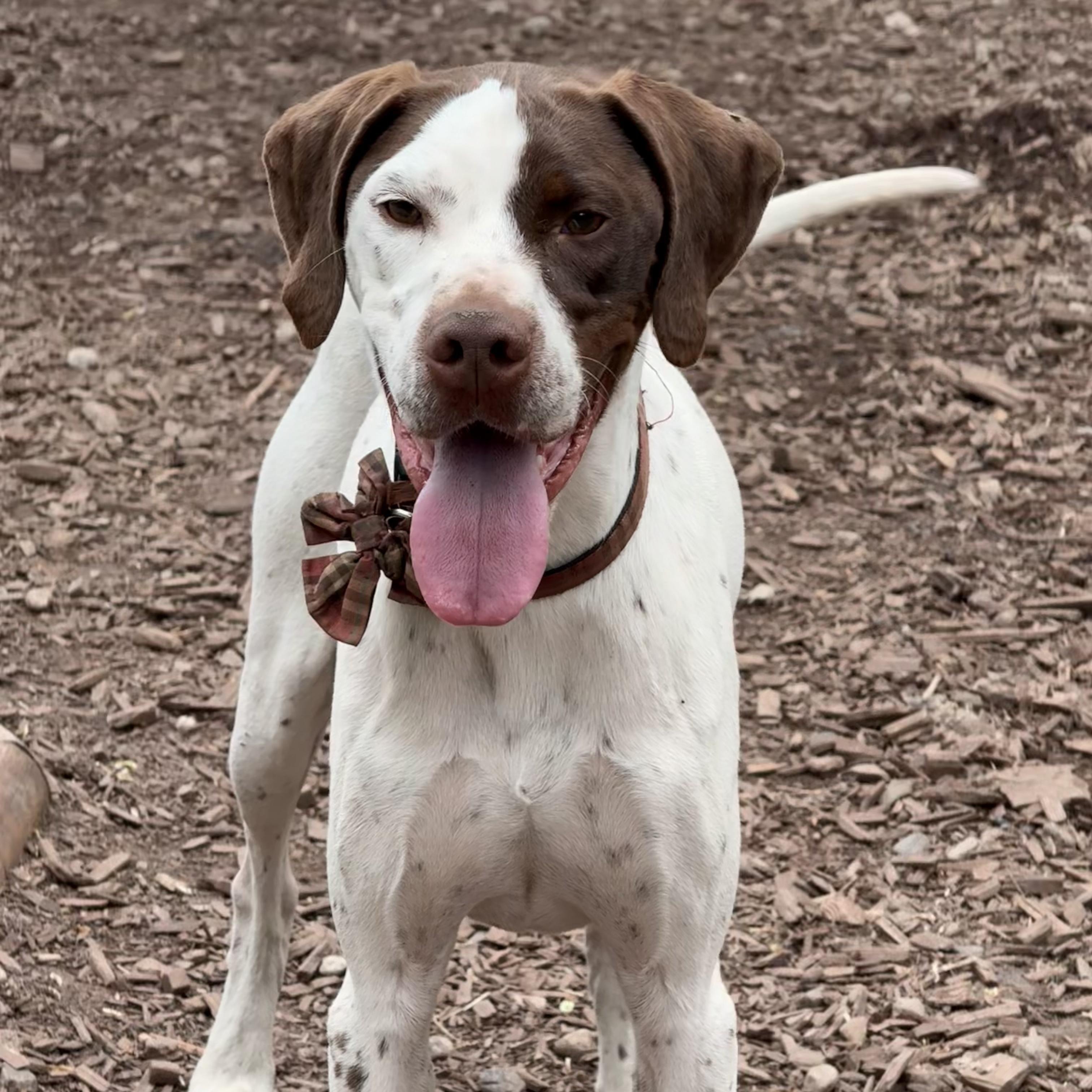 Rufus, an adoptable English Pointer in Addison, ON, K0E 1A0 | Photo Image 5
