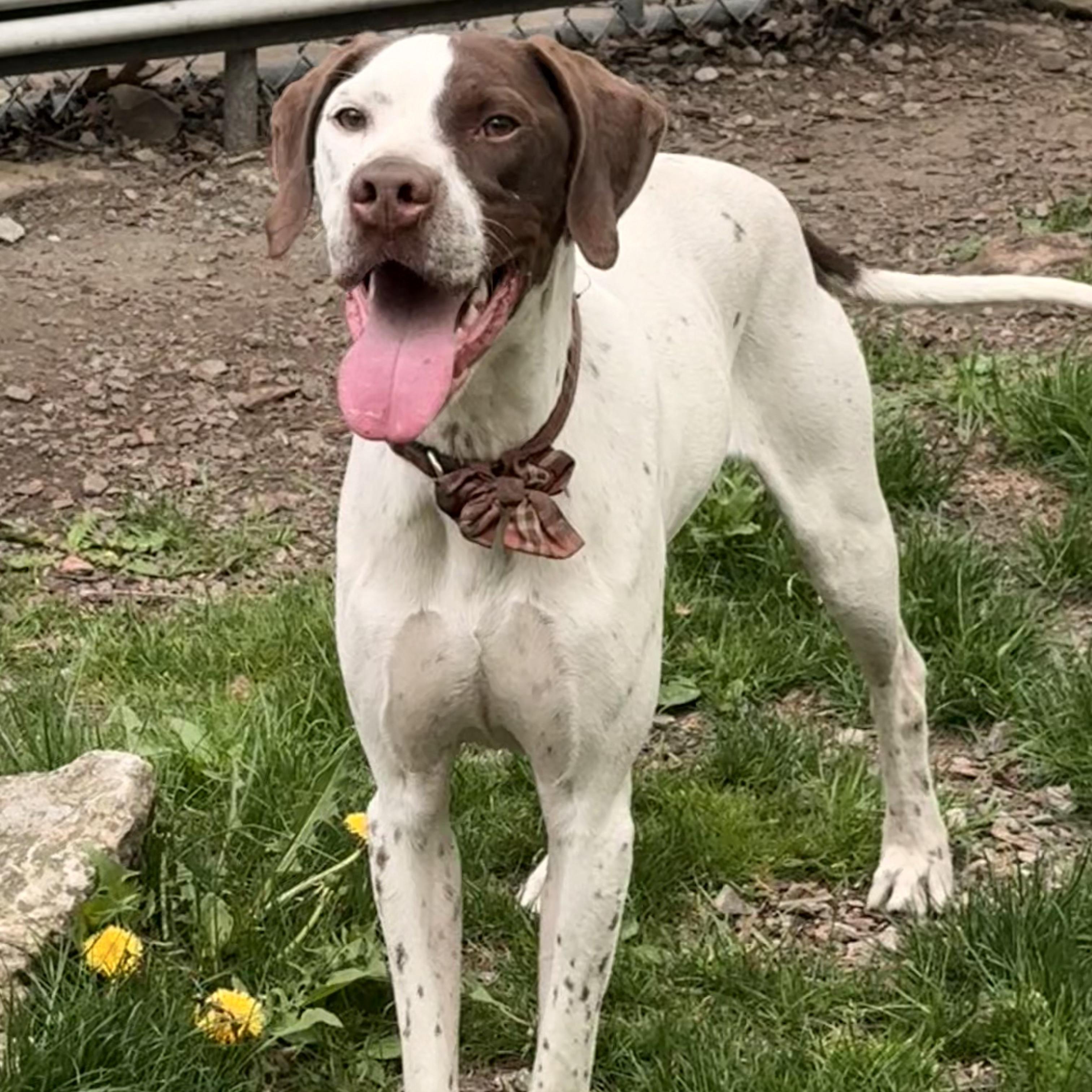 Rufus, an adoptable English Pointer in Addison, ON, K0E 1A0 | Photo Image 1