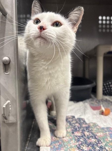 Pandora, Adoptable, Adult Female Domestic Short Hair.