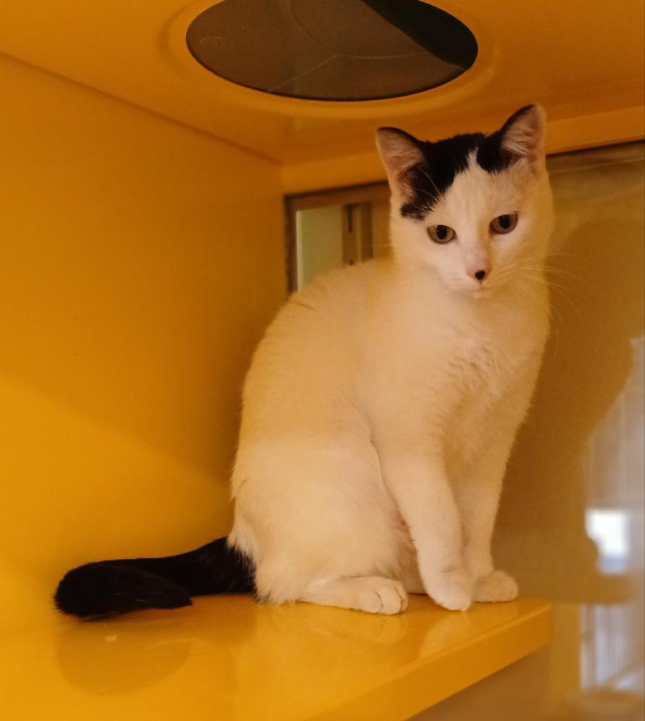 Pandora, Adoptable, Young Female Domestic Short Hair.