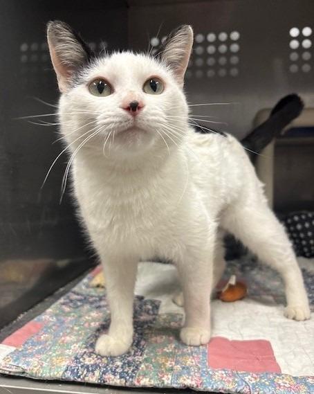 Pandora, Adoptable, Adult Female Domestic Short Hair.